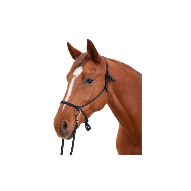 licol + renes ethologique canter