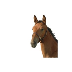 licol cuir foal canter